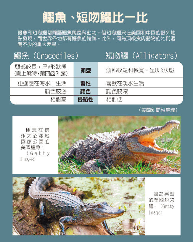 鱷魚、短吻鱷比一比