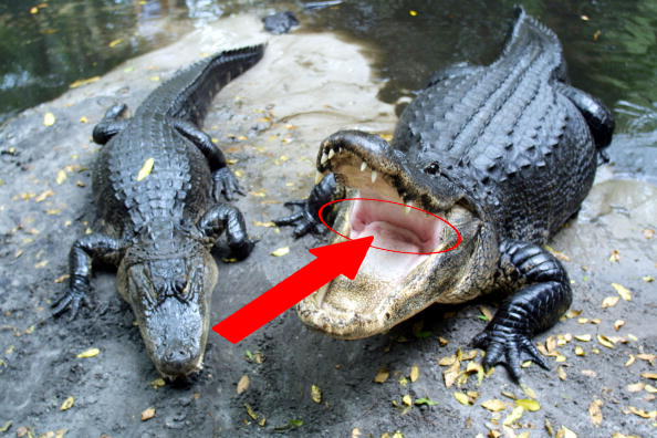 鱷魚口中有一個平板閥門，在牠們在潛入水裡時避免水灌入喉嚨，使勁拽住鱷魚舌後的瓣模，可迫使牠鬆口。(Getty Images)