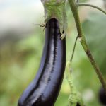 茄子營養豐 別去皮吃