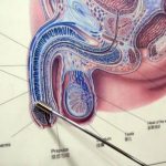 泌尿科醫師：幼兒包皮別亂割  嚴重毀一生「性」福