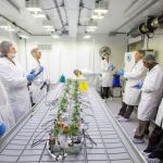 年產值226億美元市場合法了!加國大學開課教種大麻