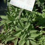 藥草養生術|五行五色 豬年食來運轉
