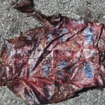 一屍兩命!鯨魚媽媽懷死胎和22公斤塑膠垃圾