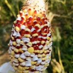 熱到爆!雲南玉米田被曬成爆米花