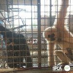 保育動物悲歌 長臂猿慘關31年、馬來熊指甲插指肉