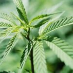 夏州新法 允許持有少量大麻 持3盎司以下不會坐牢