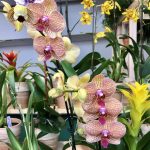 台灣蘭花展 皇后區植物園周末連3天