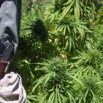 呼大麻致精神病增4成 與濫射案難脫關係
