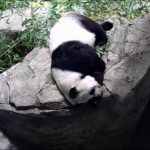 華府熊貓貝貝迎4歲生日 將被送回中國