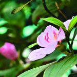夏日那一抹粉紅