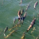 西岸驚見海洋熱浪 恐重創捕魚業