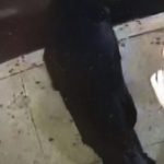 非洲裔團伙下東城專盯男性搶劫
