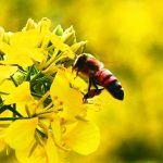 巴西近5億蜜蜂農藥中毒死亡 學者:可能引發食物戰爭