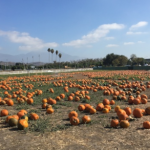 好玩!Cal Poly Pomona南瓜節 周末登場