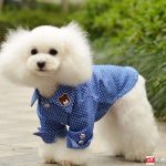 寵托師 中國剛起步的「萌」行業