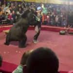 馬戲團表演到一半 大熊撂倒馴獸師並直撲觀眾席