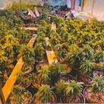 艾爾蒙地華商 推大麻公投達標
