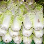 大白菜上的「黑點」是什麼?吃了會有害健康嗎?