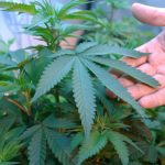 門檻高 申請種大麻先繳4萬元