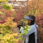 繽紛日本楓