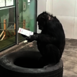 秦嶺黑猩猩會看報 號稱動物界學霸