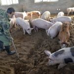 中國豬肉需求達高峰 美農準備發大財