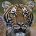 布朗士動物園老虎乾咳確診 美動物感染首例