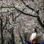 過敏 更易染疫 或加劇症狀專家:花粉季節到 易過敏者應盡量遠離過敏原 服藥減緩症狀 保護肺部