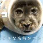 擁有「大叔臉」的海豹寶寶? 原來是像到爸媽