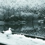 把雪扔給我