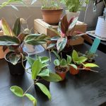 網購植物 老店實惠、小店時尚